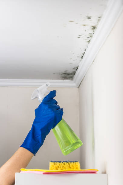 Professional Mold Removal in Mitchell, SD